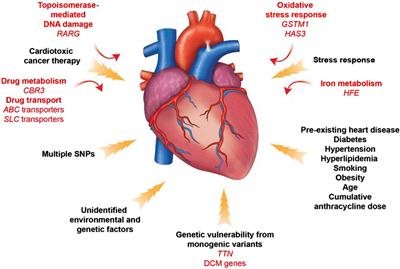 An update of the molecular mechanisms underlying anthracycline induced cardiotoxicity